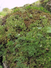 Lomatocarum alpinum