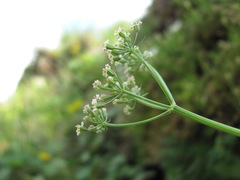 Lomatocarum alpinum
