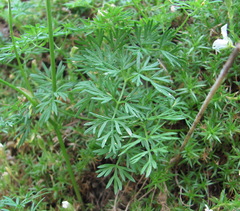 Lomatocarum alpinum