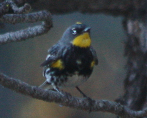 Setophaga coronata