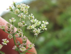 Lomatocarum alpinum
