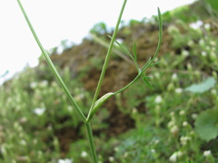 Lomatocarum alpinum