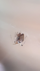 Parasteatoda
