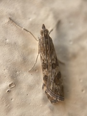 Nomophila noctuella