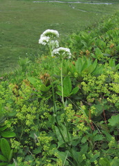 Valeriana alpestris