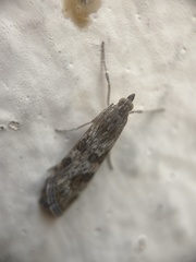 Nomophila noctuella