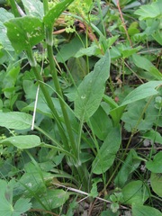 Valeriana alpestris