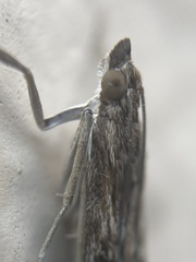 Nomophila noctuella