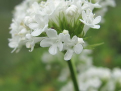 Valeriana alpestris