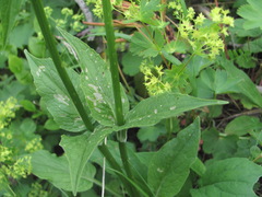 Valeriana alpestris