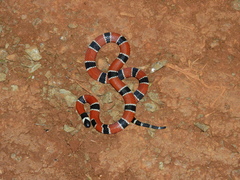 Micrurus corallinus