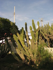 Cereus repandus