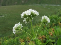 Valeriana alpestris