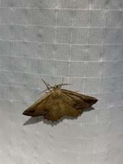 Euchlaena johnsonaria