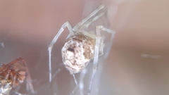 Theridiidae