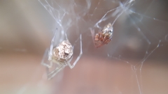 Theridiidae