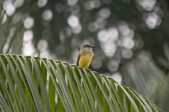 Tyrannus melancholicus