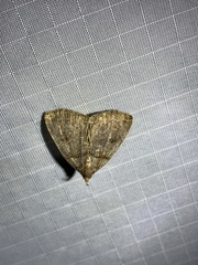 Zanclognatha laevigata