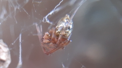 Theridiidae
