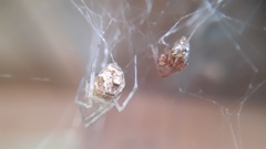 Theridiidae