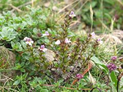 Euphrasia minima