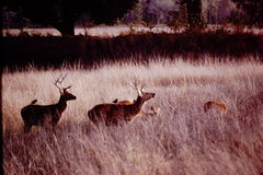 Rucervus duvaucelii branderi