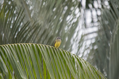 Tyrannus melancholicus