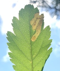 Agromyza valdorensis