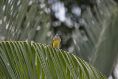 Tyrannus melancholicus