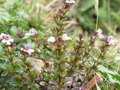 Euphrasia minima