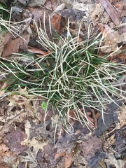 Carex communis