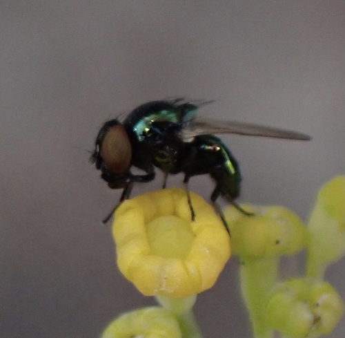 Lance fly