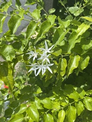 Jasminum multiflorum