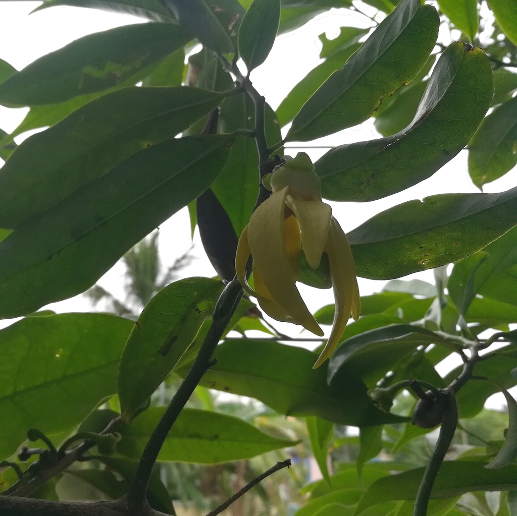Artabotrys hexapetalus, Chennai