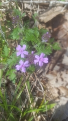 Glandularia canadensis