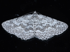 Psilosticha absorpta