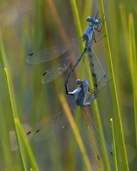 Lestes forcipatus