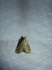 Hypsopygia binodulalis