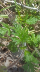 Glandularia canadensis