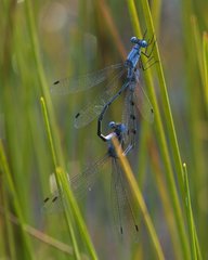 Lestes forcipatus