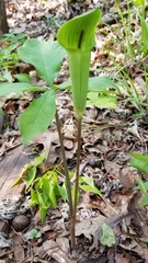 Arisaema quinatum