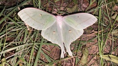 Actias gnoma