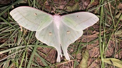 Actias gnoma