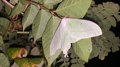 Actias gnoma