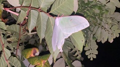 Actias gnoma