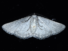 Psilosticha absorpta