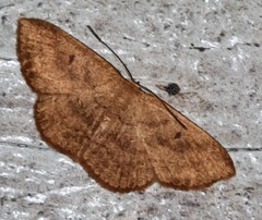 Perixera griseata