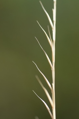 Nardus stricta