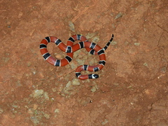 Micrurus corallinus