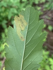 Agromyza valdorensis